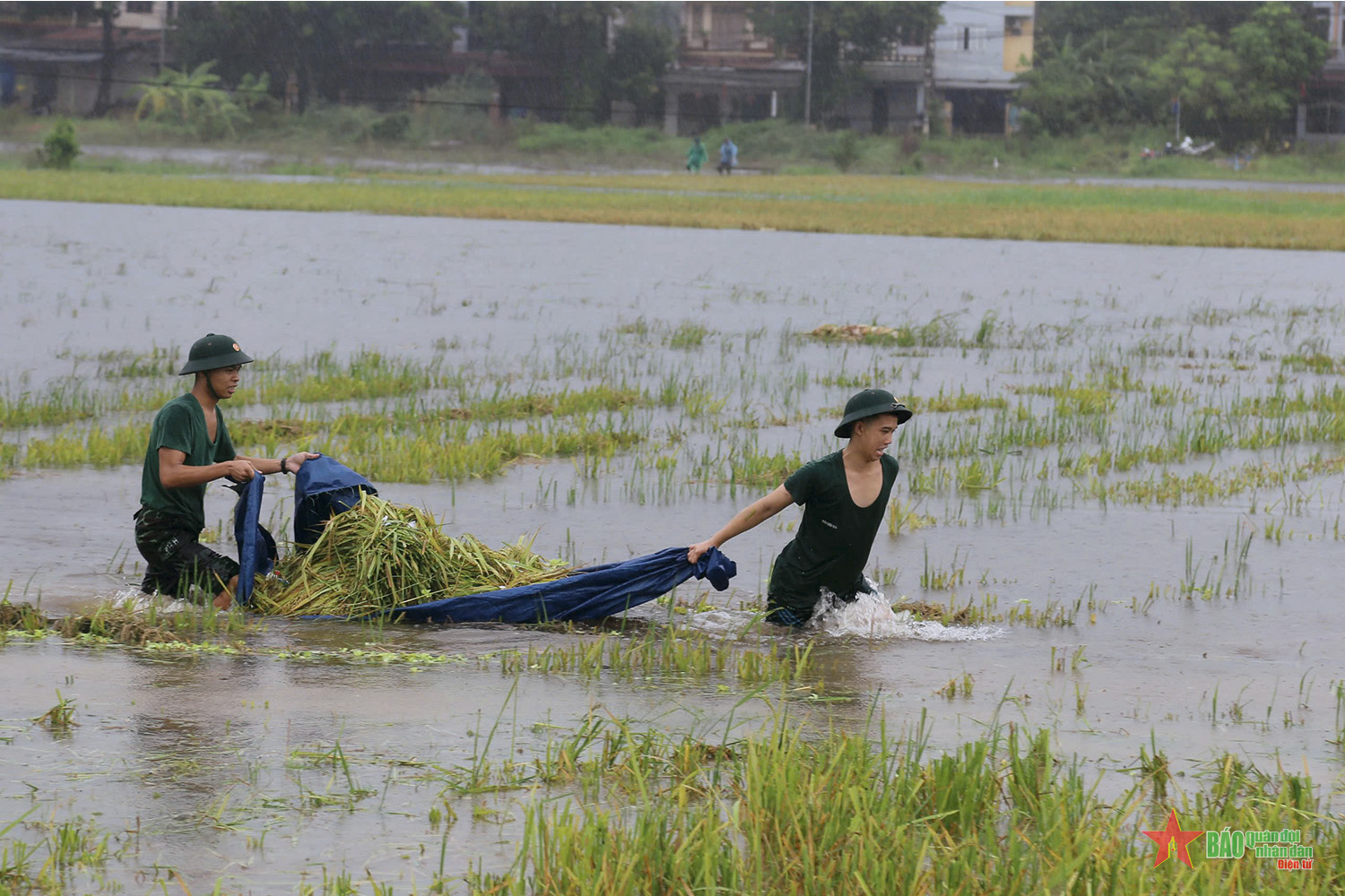 Trường Quân sự Bộ tư lệnh Thủ đô Hà Nội giúp dân thu hoạch lúa